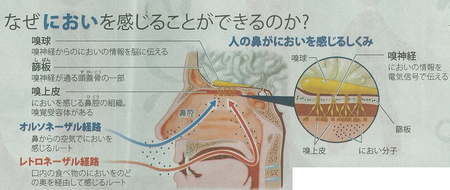 匂いを考える